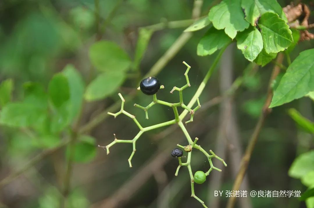 03,乌蔹莓:葡萄科乌蔹莓属结果植物桂花也结果,果椭圆形,未成熟是绿色