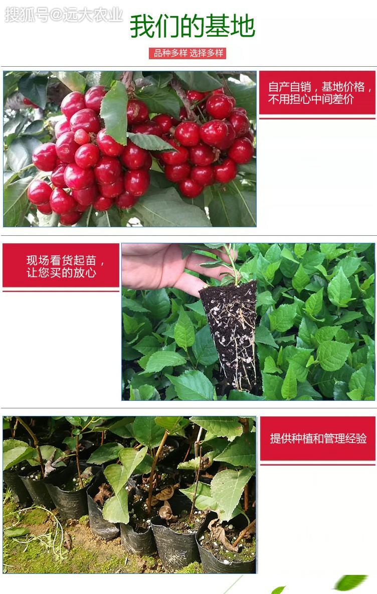 如何选择齐早樱桃苗瑞德樱桃苗木和品种直接影响大樱桃的品质和产量