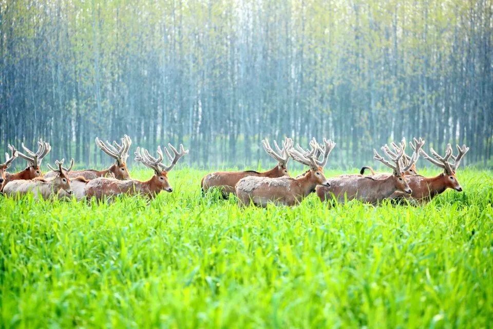 (石首麋鹿 摄影 高淞)在石首麋鹿国家级自然保护区内,记者看到精灵般