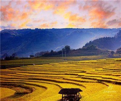 去腾冲蒲川来一场田园之约 闻一闻茶香看一看稻田_北乡镇