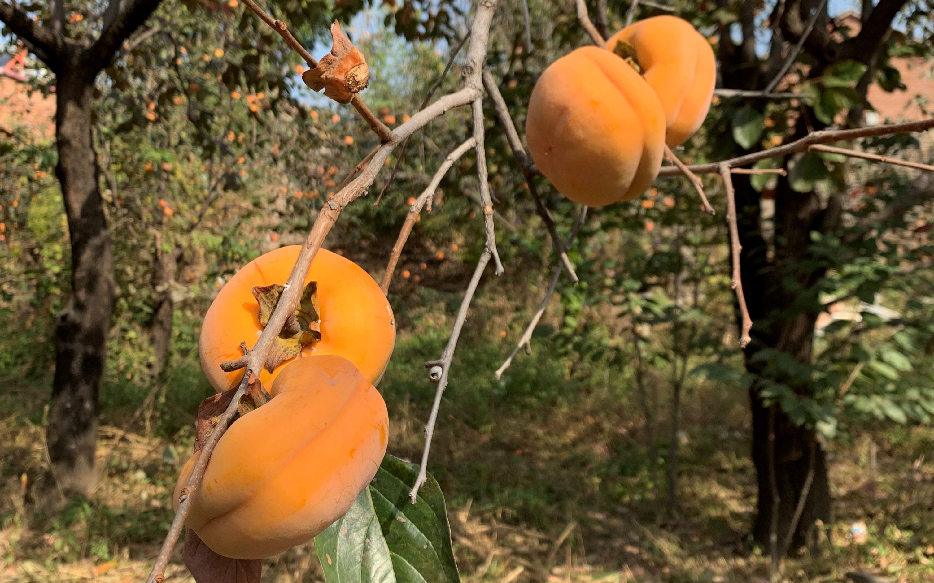 霜降柿子北京人秋冬的甜蜜记忆