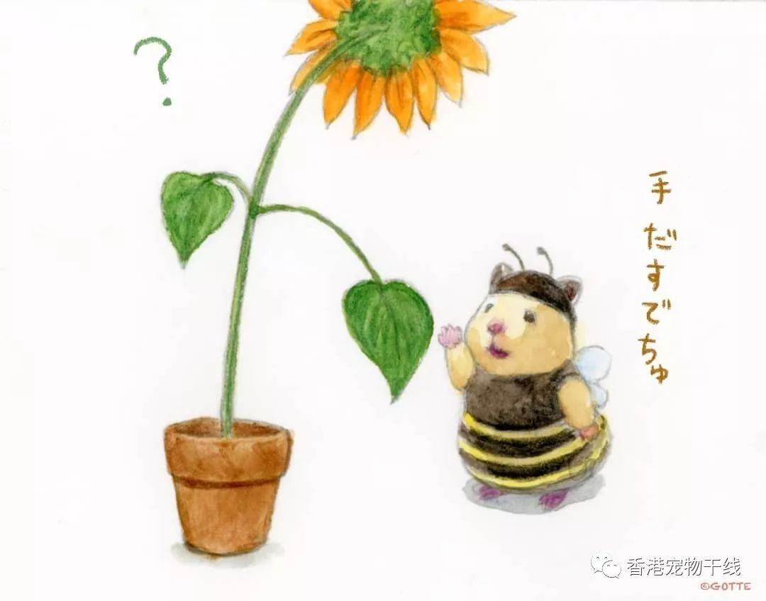 234看恐怖片1234夜间动物1234特工1234图片来源ig@gottehamham