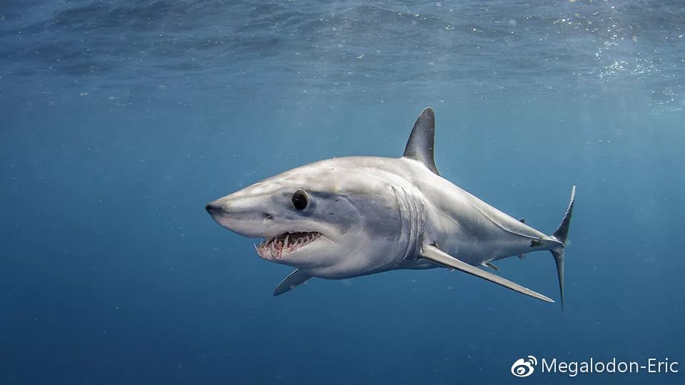出现频率同样很高的还有在市场上被称作"青连"的尖吻鲭鲨isurus