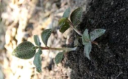 長在山溝裡的野草,市場收購價比