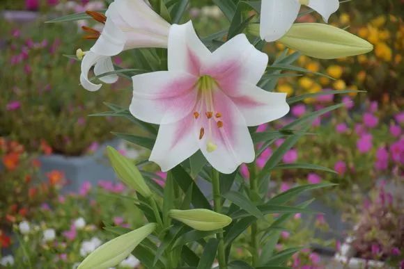 这18种百合花真漂亮,收藏啦!