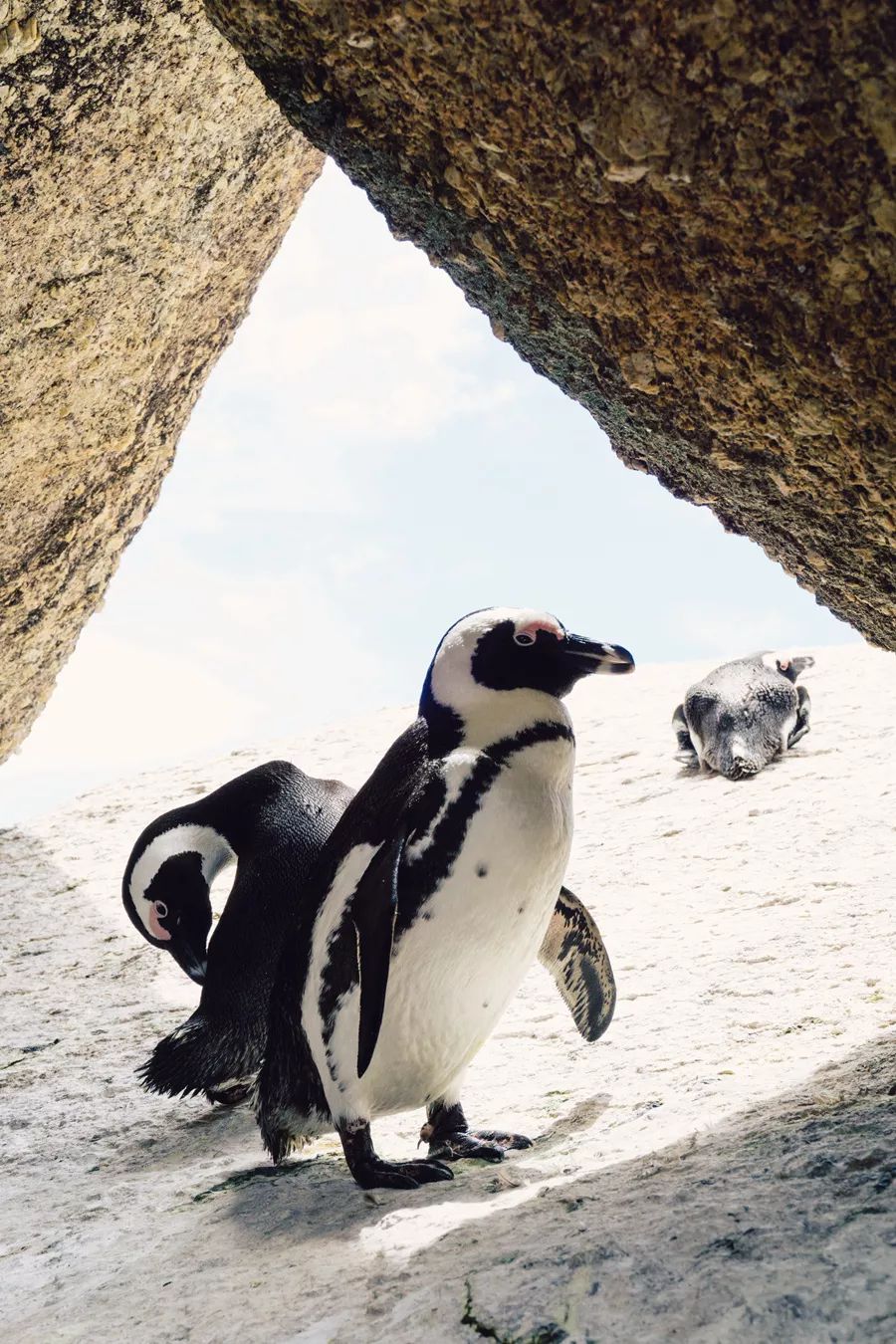 在南极,看企鹅才是正事儿!