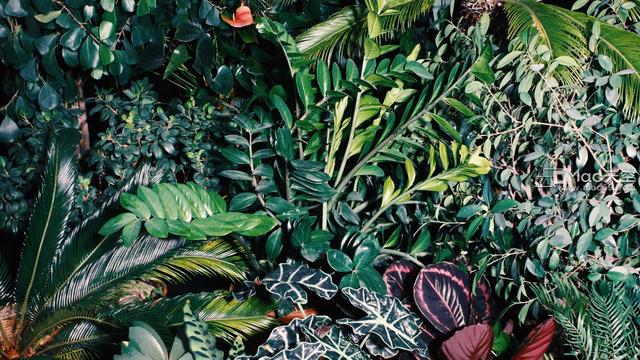 热带雨林植物(热带雨林植物存在的危险)