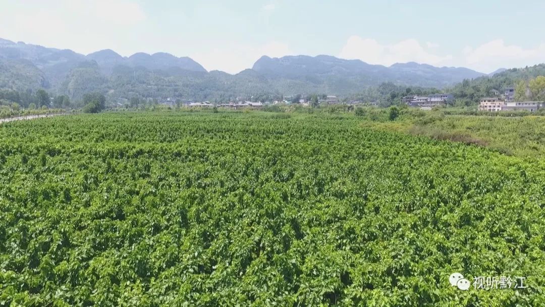 蚕桑产业,现有高产桑园4万多亩,桑园面积和桑蚕茧产量居重庆市首位