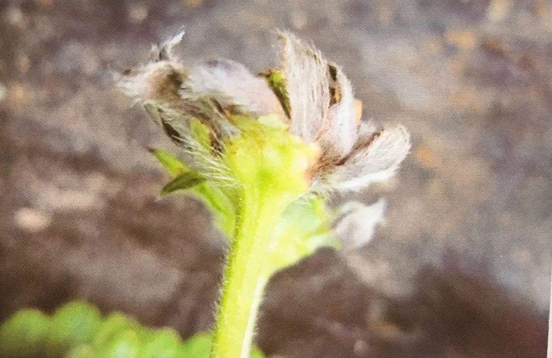 缺鈣萼片變乾枯補鈣方法補鈣也是重在預防,一般植株出現缺鈣症狀表示