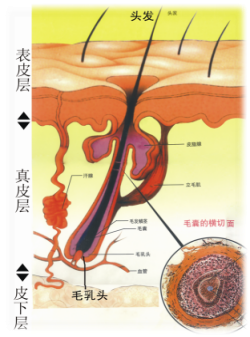 白头发能不能拔掉?