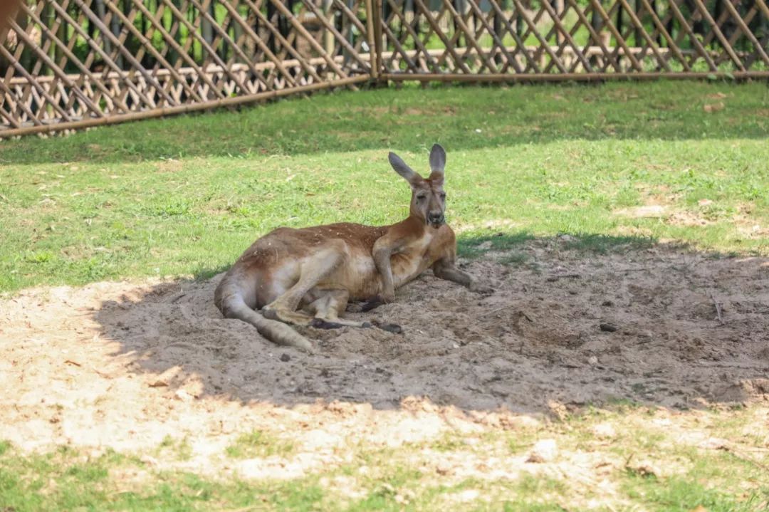 太湖龍之夢動物世界袋鼠家族集合啦快來認識一下