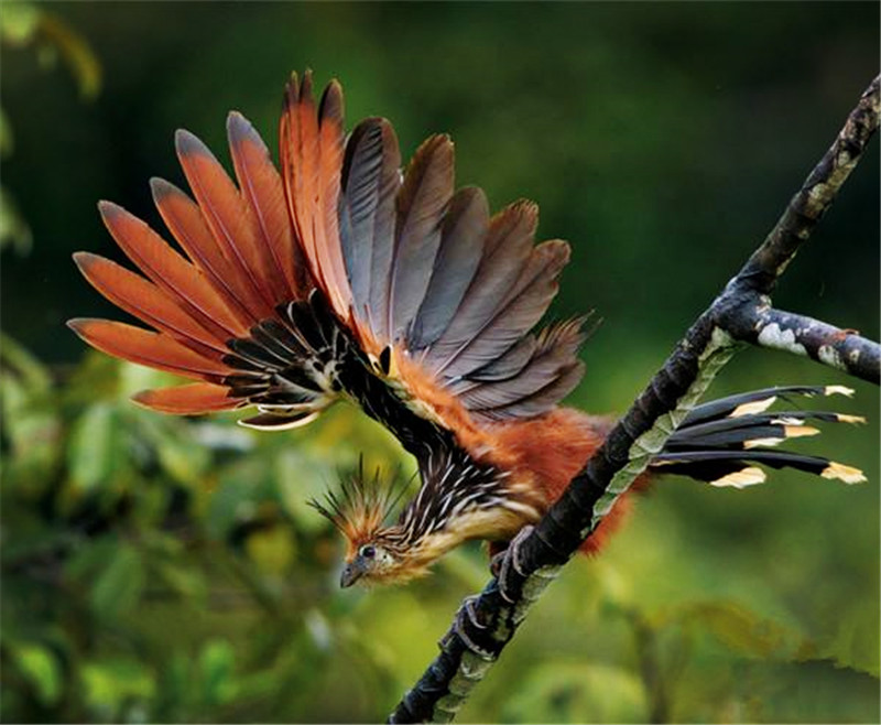 亞馬孫出現一種怪鳥，湛藍的臉，幼鳥翅膀上長爪子，會用翅爪爬樹 寵物 第5張