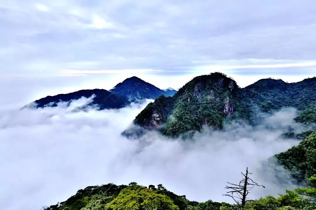 寄情灰藍白茶清歡無別事我在等風也等你