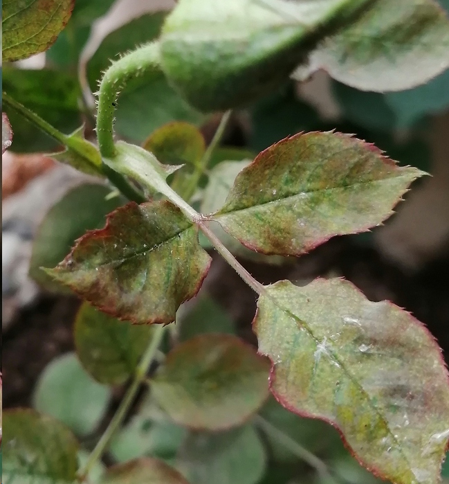 仔细看很明显的蜘蛛网,出现蜘蛛网了,说明红蜘蛛已经是非常严重了