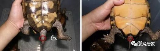 乌龟怎么区分公母?看这四点,一目了然!_龟龟