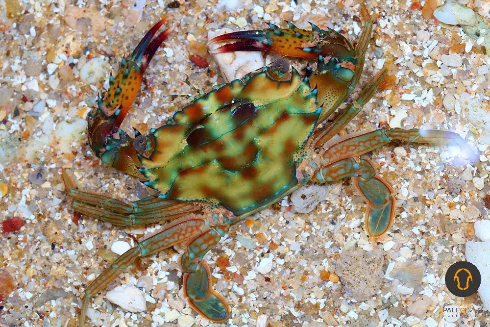 寒假12723去热带岛国发现奇虫萌兽