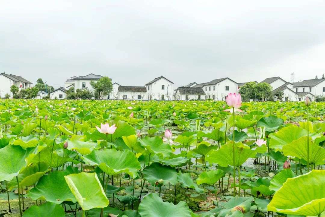 金泽镇莲湖村9091由青浦区农业农村委员会主办的"我的丰收我的节"