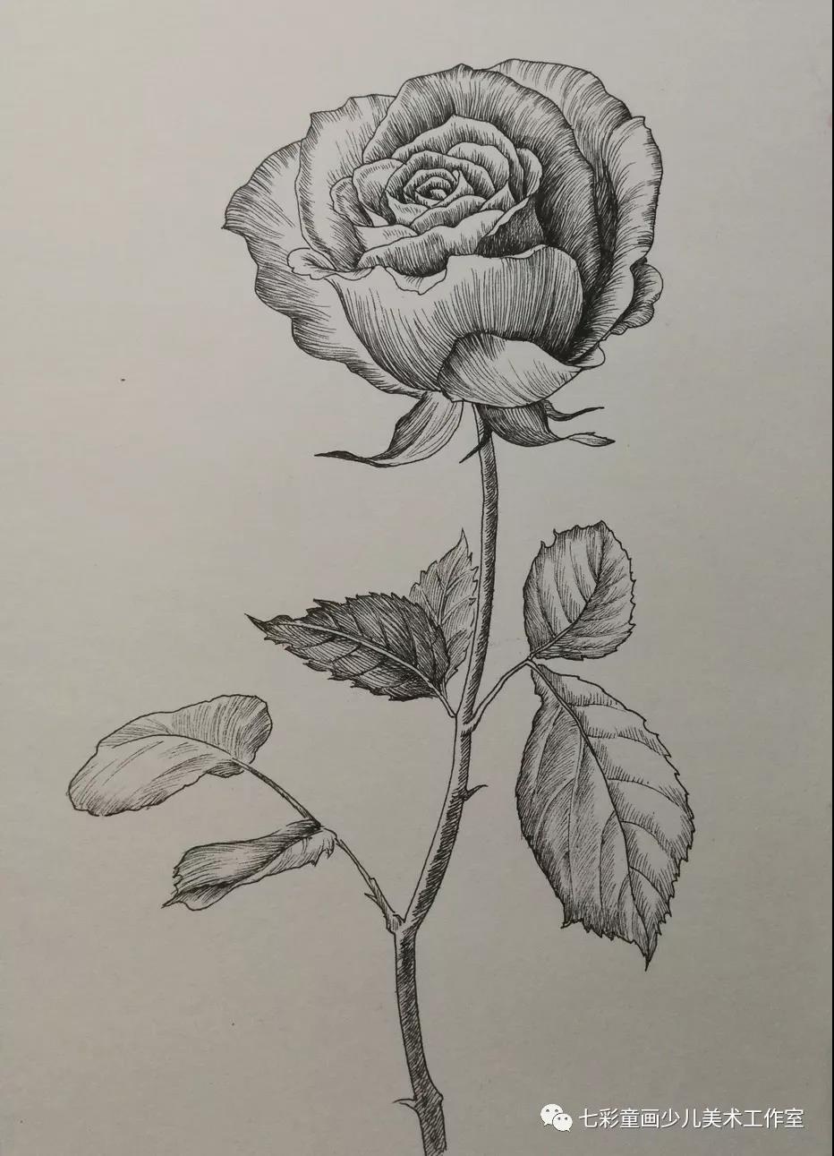 玫瑰花素描教程图片