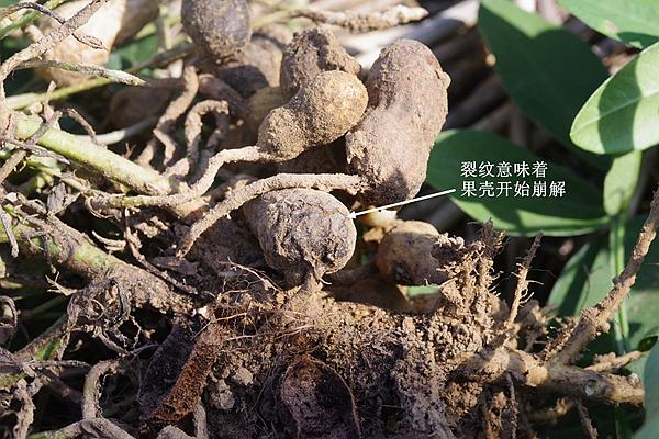 山东,河南和河北区域花生果腐病严重怎么办,丰信专家来支招_土壤