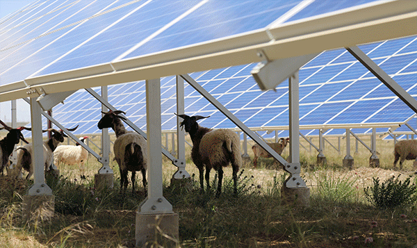 "光伏羊"担当国际ip,spic海外影响力up