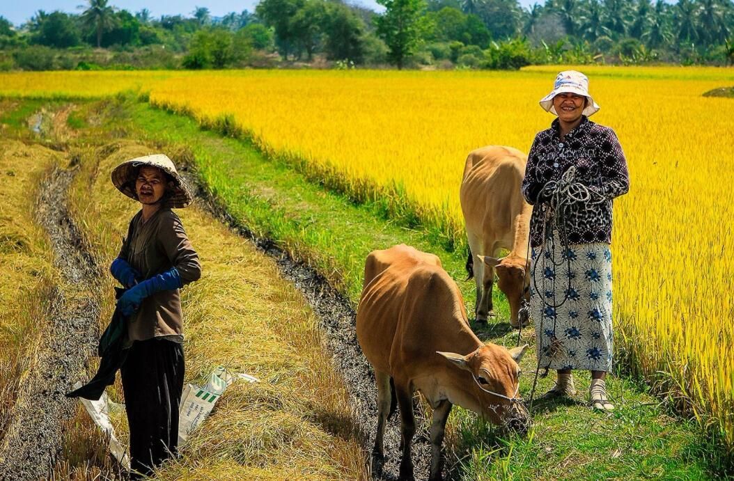 越南总计7000万农民,辛苦劳动一年,到底能收入多少钱?