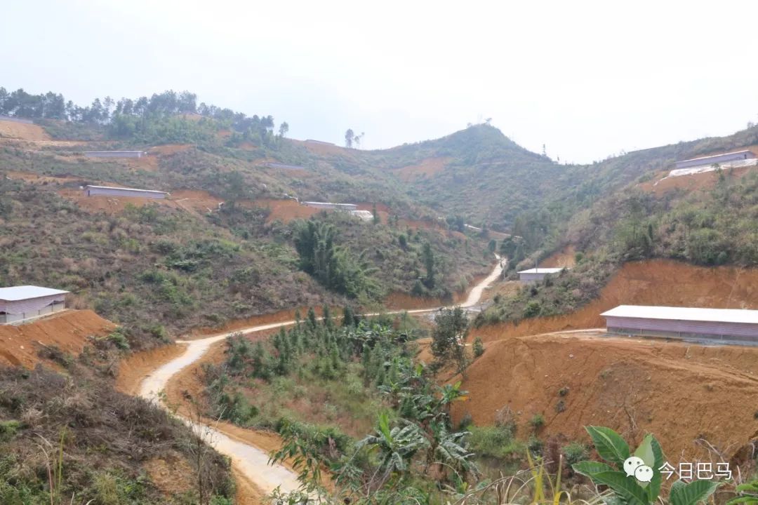 雄/摄虽然油茶之乡——所略有了油茶这个支柱产业,但该乡不满足于现状