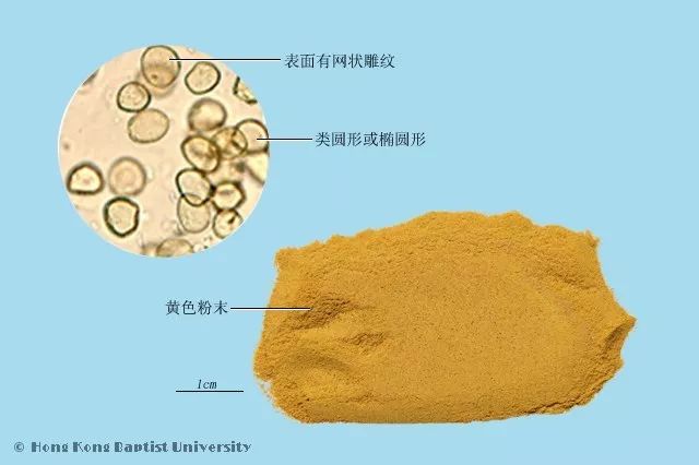 海带孢子囊切片标注图片