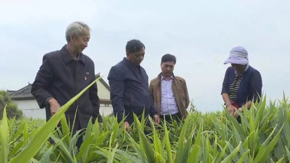 洱源县邓川镇旧州村村民 张合文现在我报名种了三亩青花菜,两亩多