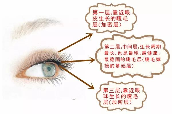 保护睫毛有保护作用,是眼睛的第二道防线.