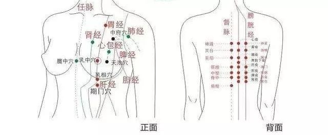 胸腹部经络图排列顺序图片