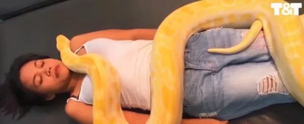 蟒蛇吃美女3D动画图片