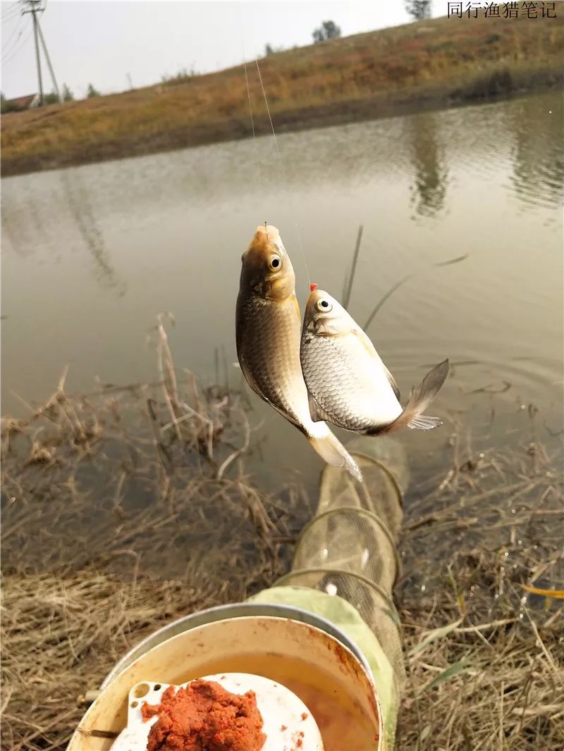 10.23 钓鱼笔记:抽到弹尽粮绝手抽筋_鲫鱼