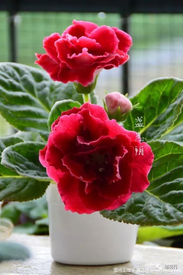 悲喜莫论且看花开近日大岩桐欣赏