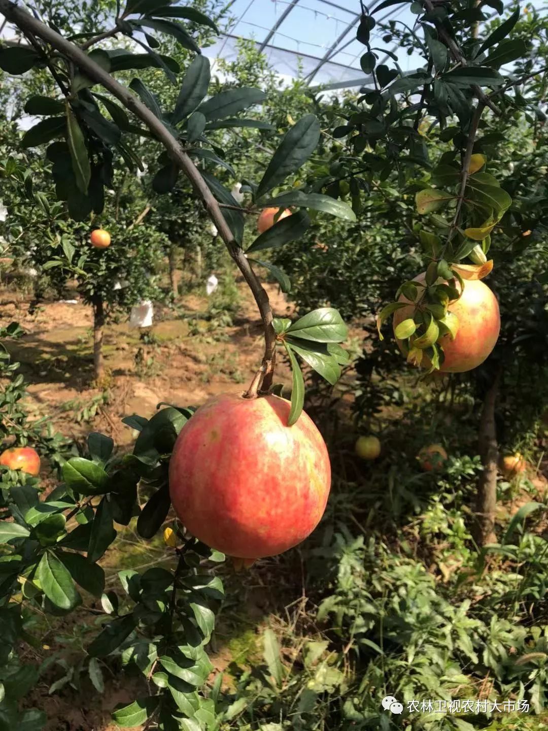 明日剧透|不吐籽的软籽石榴_种植