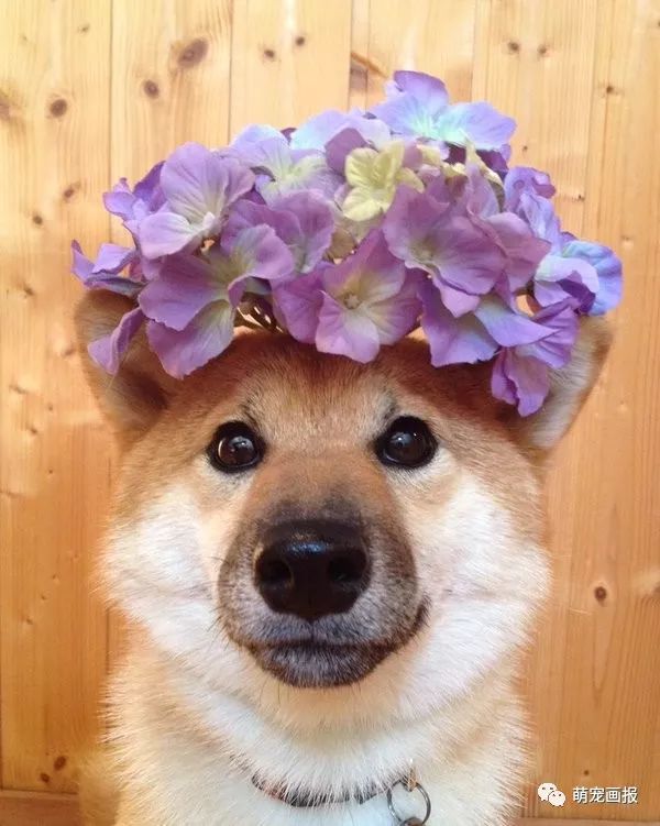 柴犬可爱图片小集锦真是自带喜感的狗狗