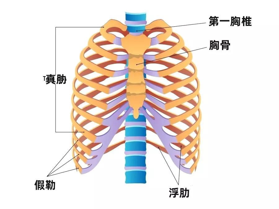 第 1~7 根肋骨叫真肋,与胸骨相连;第 8~10 根叫假肋,和斜着的软骨相连