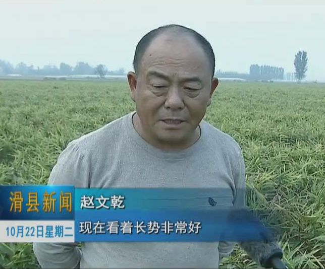 今年以来,滑县八里营镇黄店村因地制宜抓好产业扶贫,积极引导村民改变