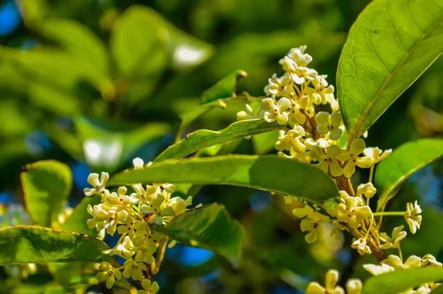 万株桂花吐芬芳,香溢蓝溪惹人醉!错过再等一年!
