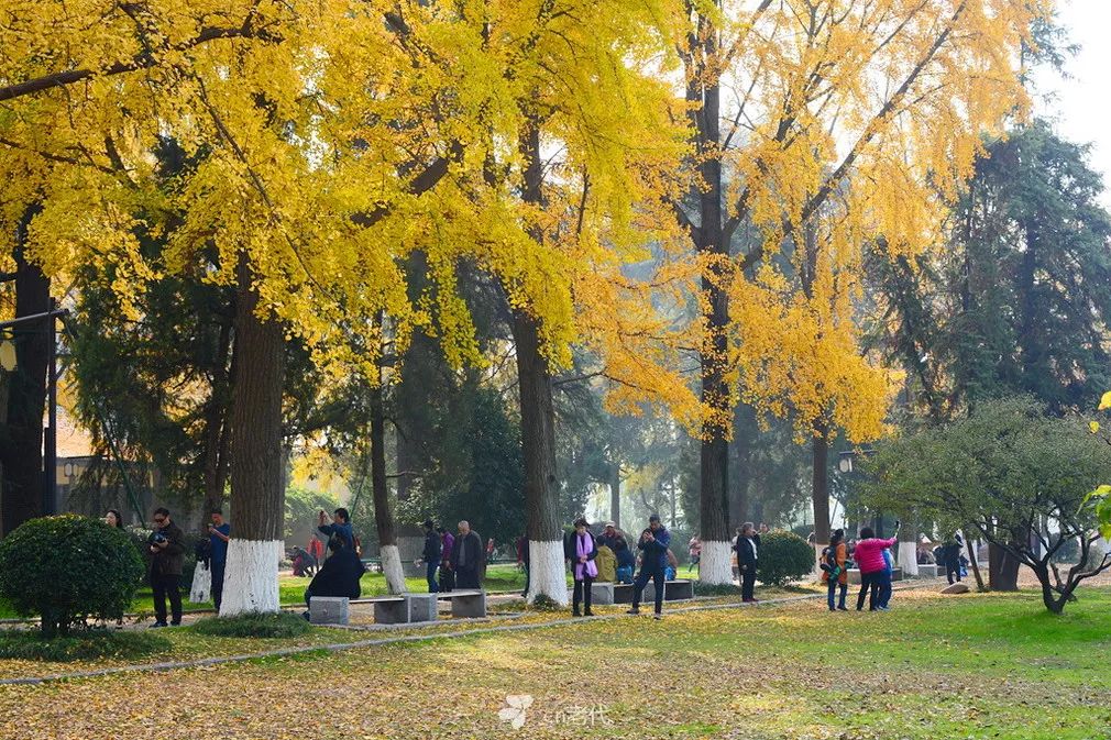 南京賞銀杏的地方很多,玄武湖公園梁州的銀杏大道也是其中之一