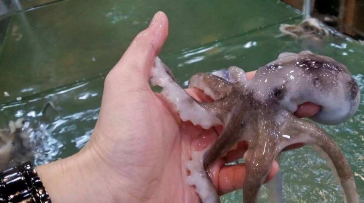 世界上最危险的3大食物,一般人不敢吃,你有吃过吗?_河豚