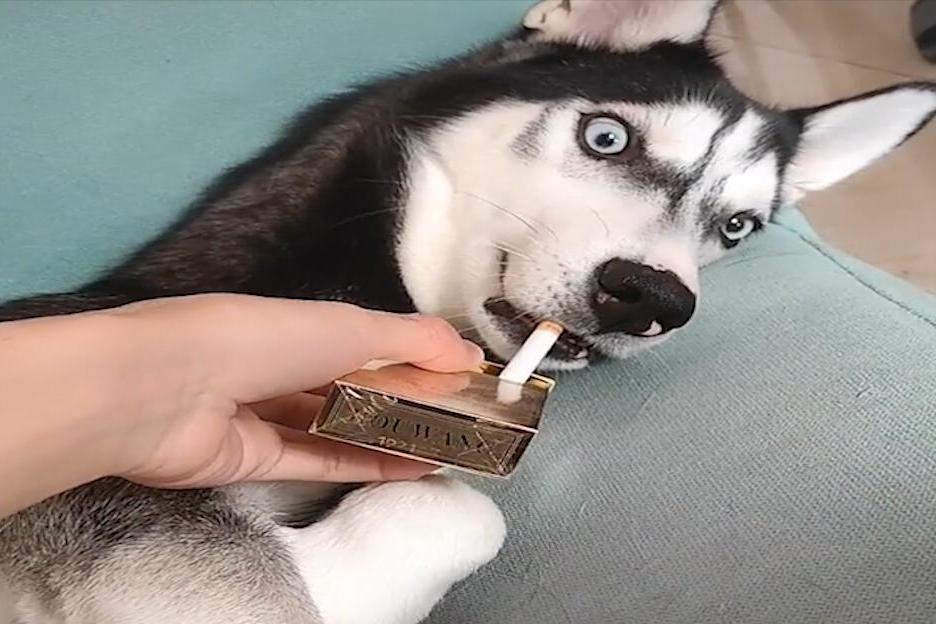 抽烟的狗表情包图片