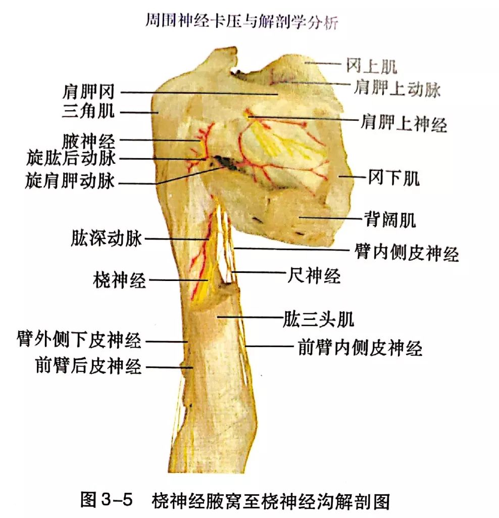 桡神经卡压的解剖学分析与查体及治疗定点