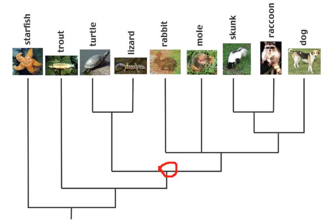 学生们怎么理解进化树？_物种
