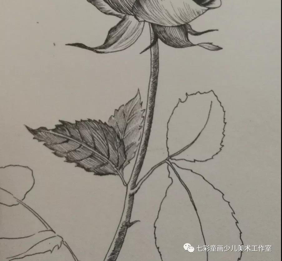 线描绘画教程——《玫瑰花》
