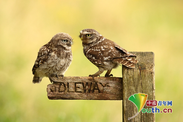 大抛鹰粮英国约克一对猫头鹰深情接吻