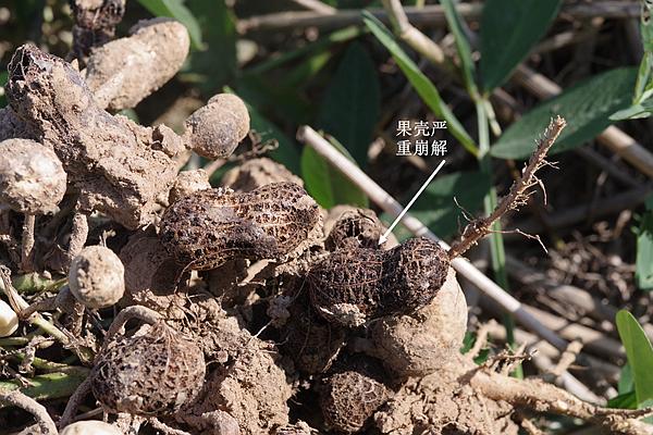 山东,河南和河北区域花生果腐病严重怎么办,丰信专家来支招_土壤