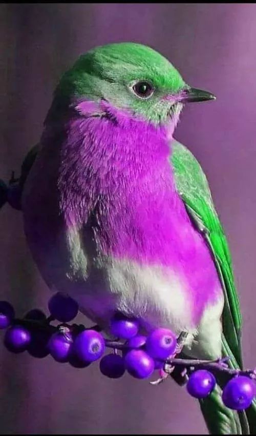 白花绿叶和这只鸟怎么会这么搭染了头黑发 大家还喜欢吗这个配色!