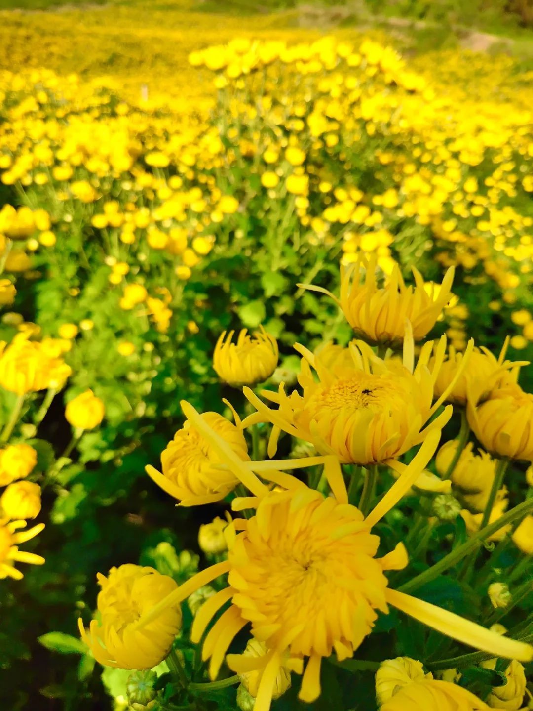 艳被菊花田环绕的村庄若隐若现宛若世外菊园东温泉镇黄金林村的菊花观