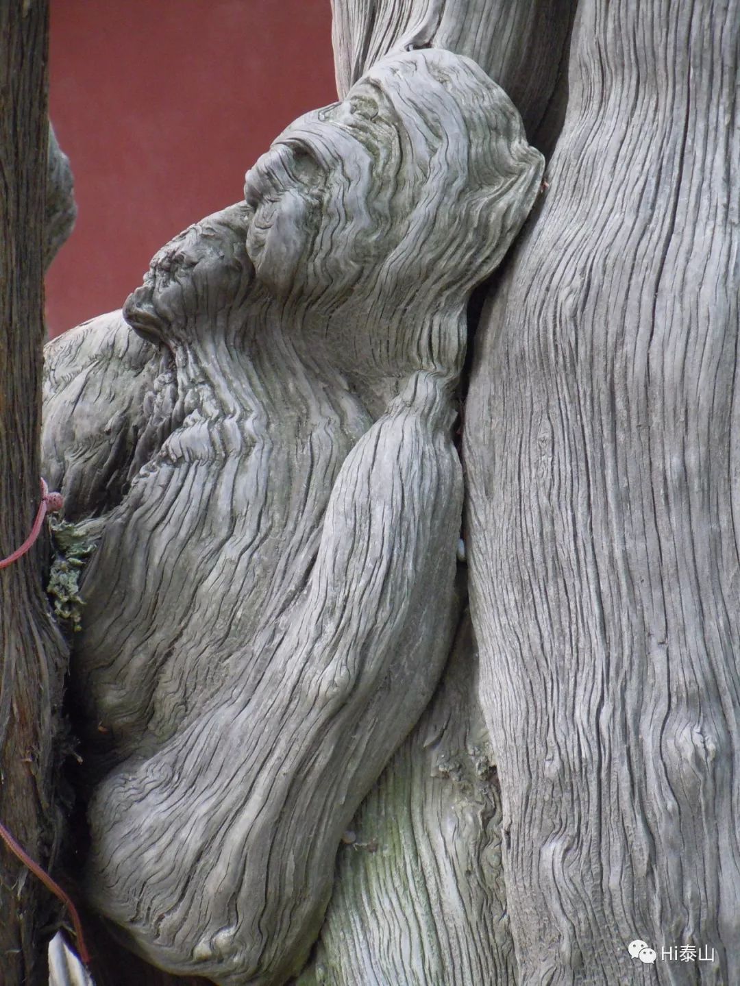 我与岱庙的故事古树灵木秀奇观