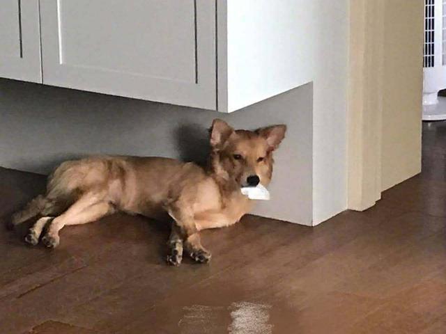 回家看到狗狗躺在地上口吐白沫,主人差点急哭,突然狗就醒了